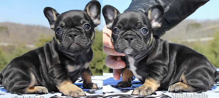 black tri french bulldog puppies